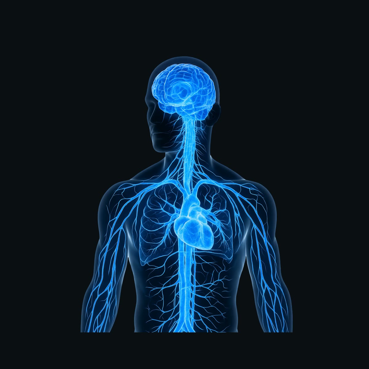 Full nervous system render